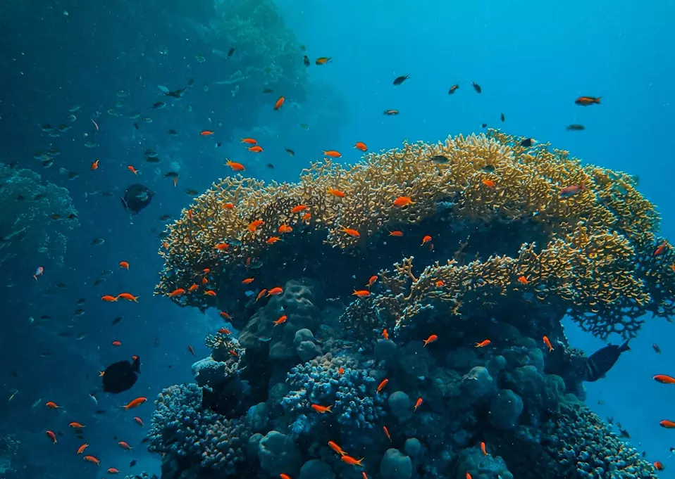 caribbean fishes